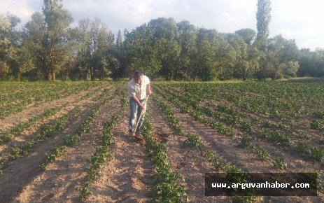 ARGUVANLI ALİ YAMAN 15 DÖNÜMLÜK TARLAYA PATATES DİKTİ