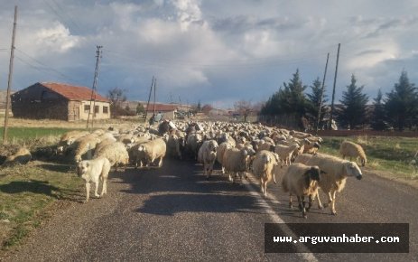 YAYLALARA GÖÇ BAŞLADI 