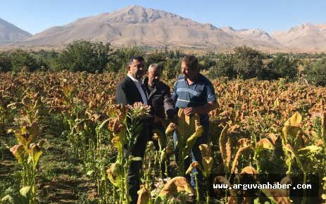 TÜTÜNÜ YASAKLAMAK BU TOPRAKLARA İHANETTİR