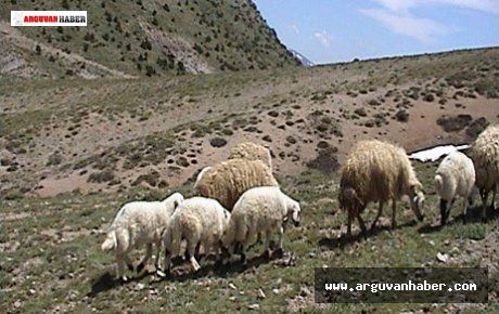 Otlatma Sezonu İçin Mera ve Yaylakların Kiralama İhalesi