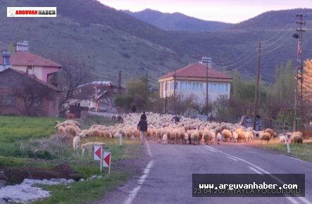 Arguvan’da Yayla Sezonu Başladı