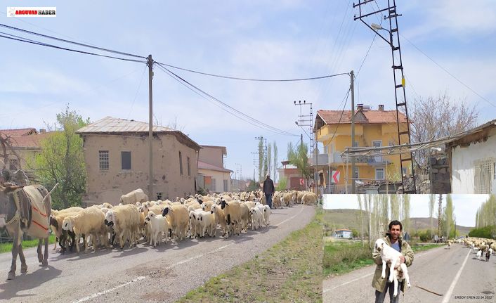 Arguvan'da yayla sezonu başladı