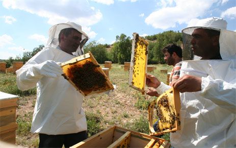 ARGUVANDA ARICILIK ÇALIŞMASINA ÖRNEK OLACAK PROJE 