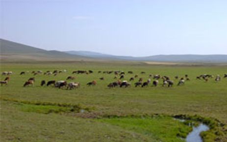 HÜKÜMET MERALARA EL KOYABİLECEK 